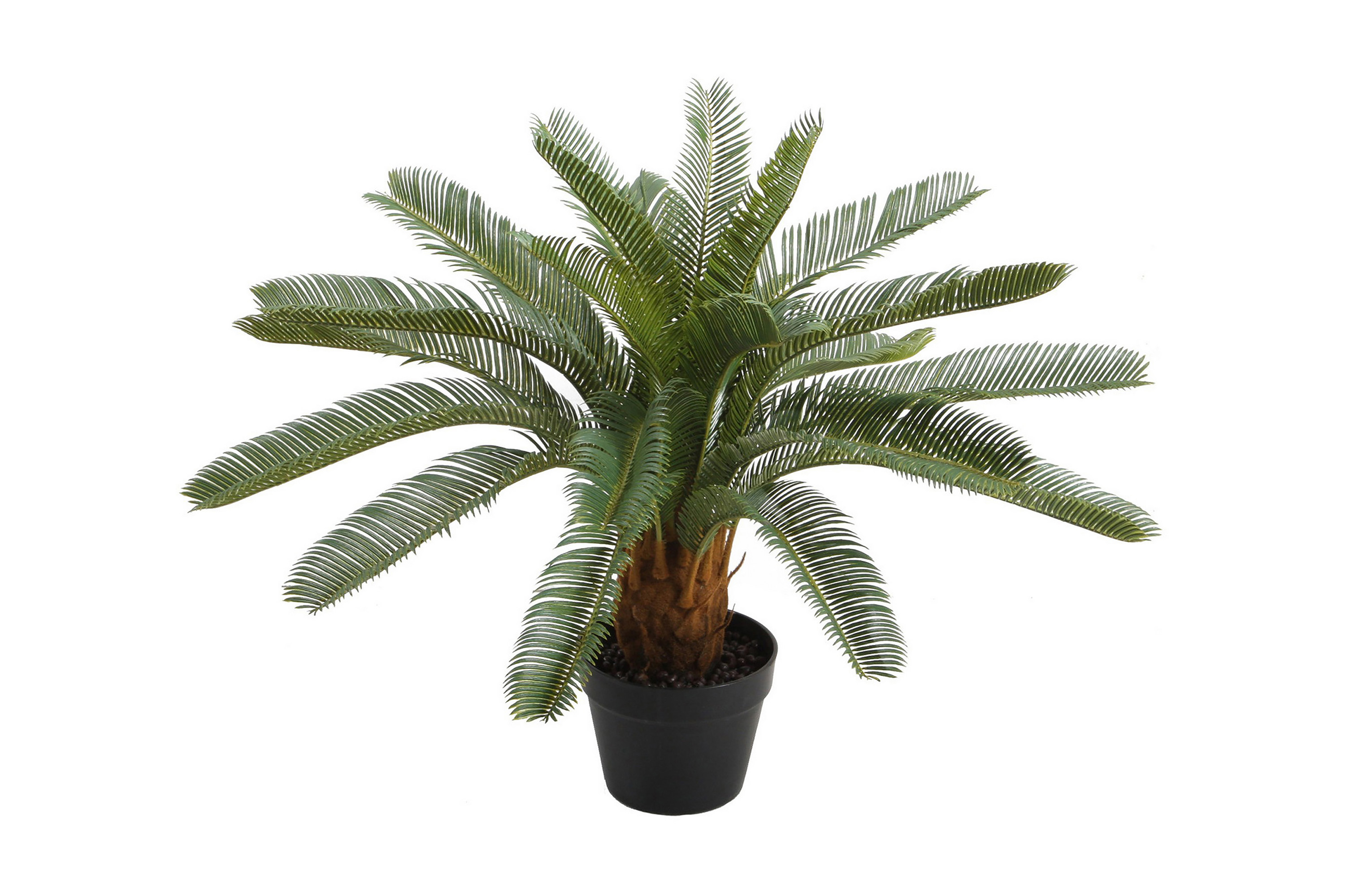 Grön växt CYCAS H70cm svart kruka –