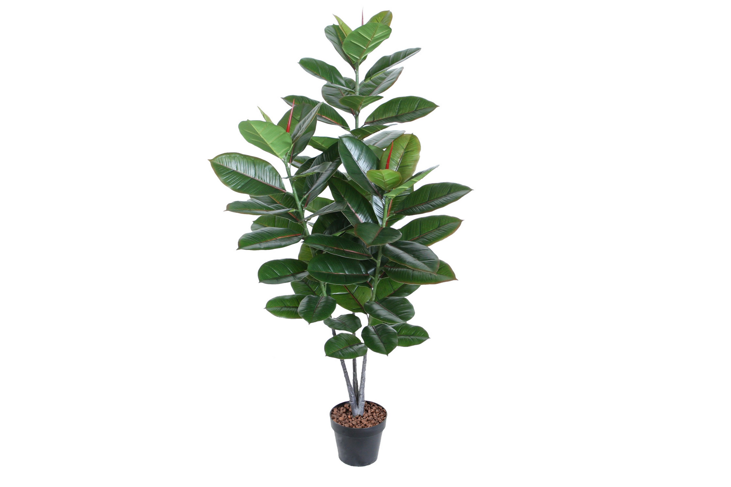 Grön Växt Rubberplant H130 cm 3 Grenar –