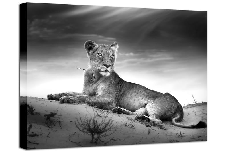 Tavla Canvas Lioness Grå|Vit 100X75 - 75x100 - Inredning & dekor - Tavlor & konst - Canvastavla