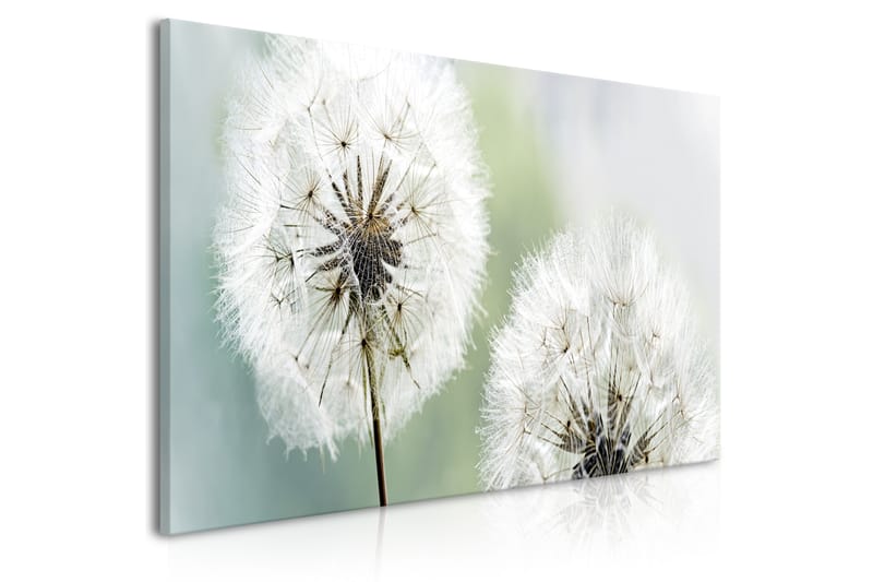 TAVLA Fluffy Dandelions (1 Part) Green Wide 100x45 - Artgeist sp. z o. o. - Inredning & dekor - Tavlor & konst - Canvastavla