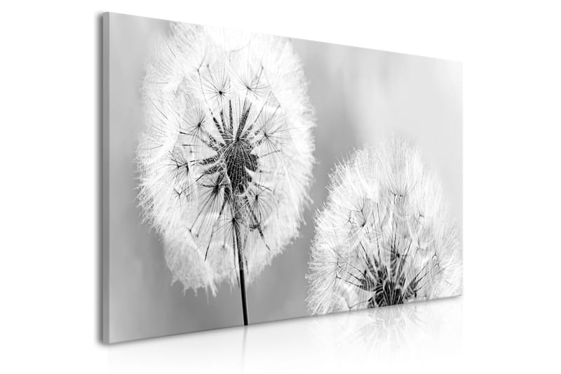 TAVLA Fluffy Dandelions (1 Part) Grey Wide 100x45 - Artgeist sp. z o. o. - Inredning & dekor - Tavlor & konst - Canvastavla