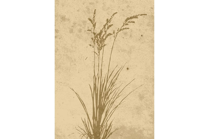 Poster Plant art 50x70 cm - Beige - Inredning & dekor - Tavlor & konst - Poster & print