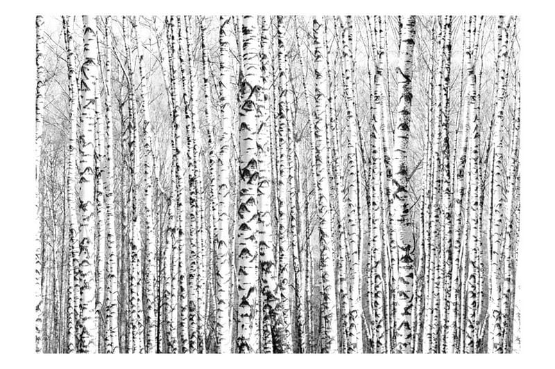 FOTOTAPET Birch Forest 250x175 - Artgeist sp. z o. o. - Inredning & dekor - Väggdekor - Tapeter & tapettillbehör - Fototapeter