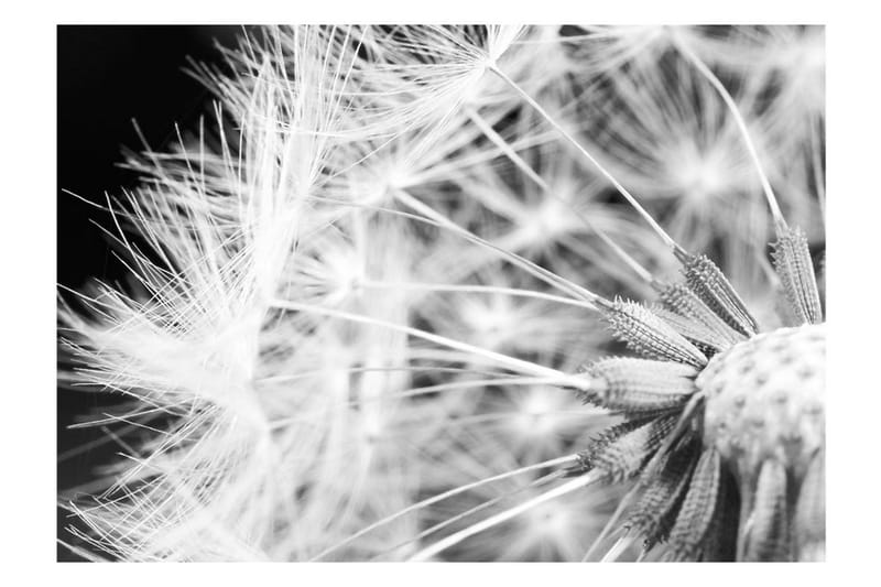 FOTOTAPET Black And White Dandelion 350x245 - Artgeist sp. z o. o. - Inredning & dekor - Väggdekor - Tapeter & tapettillbehör - Fototapeter