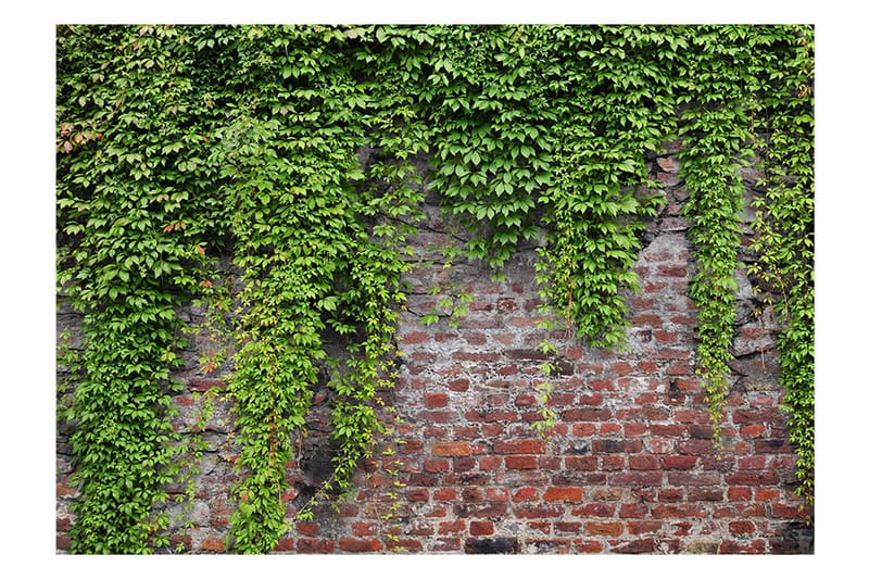 FOTOTAPET Brick And Ivy 100x70 - Artgeist sp. z o. o. - Inredning & dekor - Väggdekor - Tapeter & tapettillbehör - Fototapeter