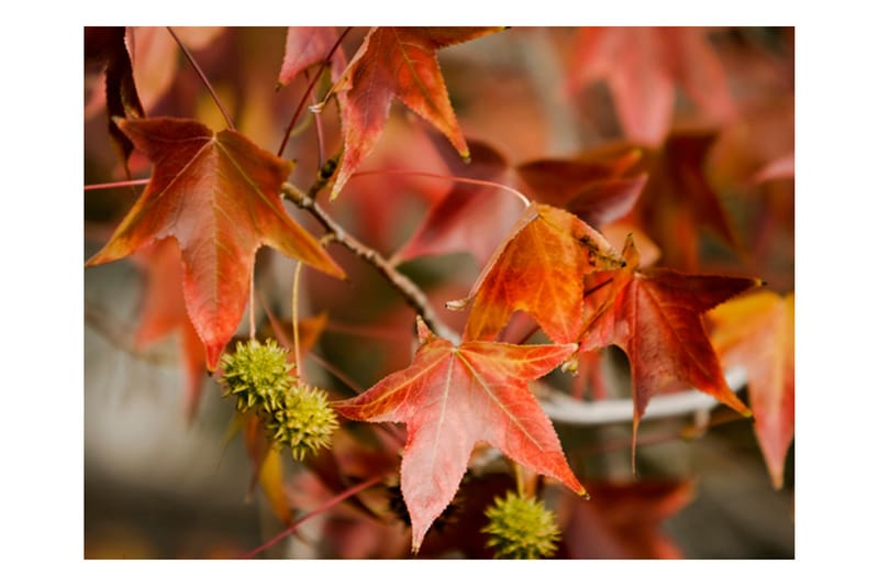 FOTOTAPET Chestnut 350x270 - Artgeist sp. z o. o. - Inredning & dekor - Väggdekor - Tapeter & tapettillbehör - Fototapeter