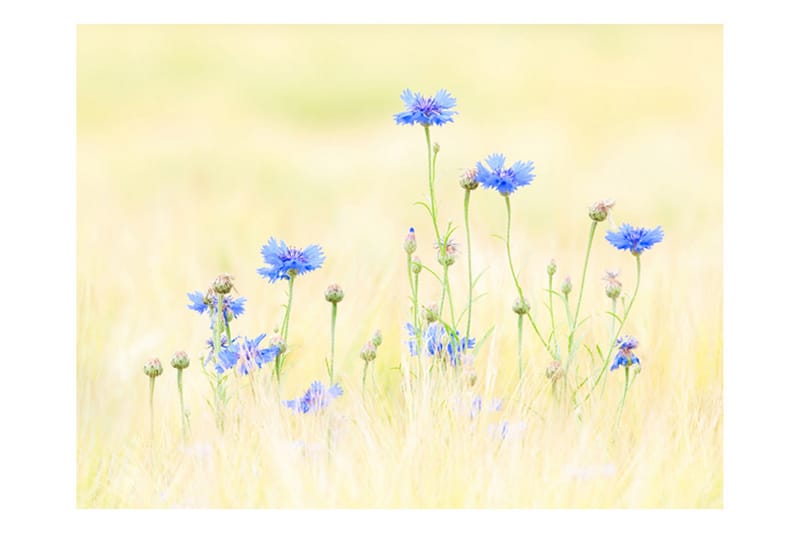 FOTOTAPET Cornflowers 350x270 - Artgeist sp. z o. o. - Inredning & dekor - Väggdekor - Tapeter & tapettillbehör - Fototapeter