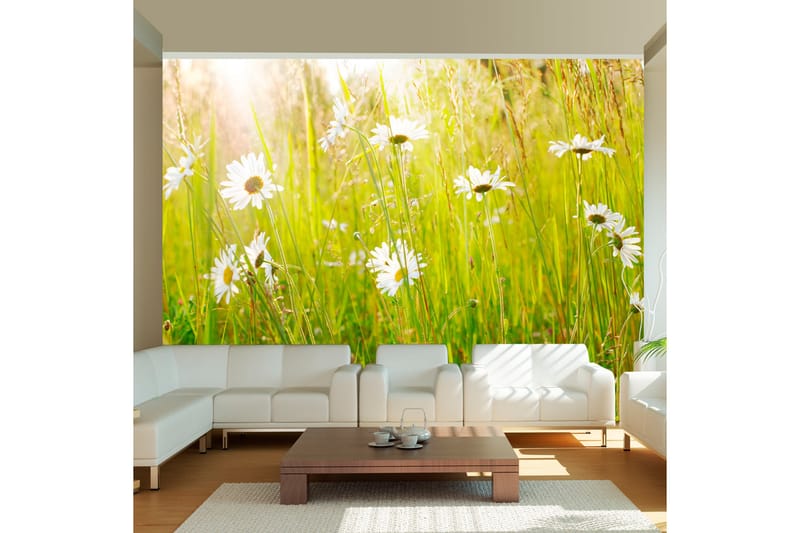 FOTOTAPET Daisy Field 250x193 - Artgeist sp. z o. o. - Inredning & dekor - Väggdekor - Tapeter & tapettillbehör - Fototapeter