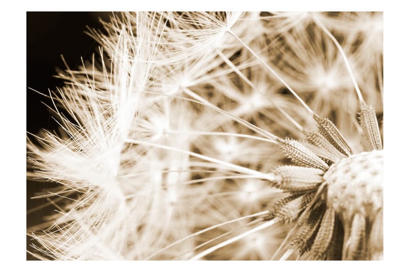 FOTOTAPET Dandelion Sepia 200x140 - Artgeist sp. z o. o. - Inredning & dekor - Väggdekor - Tapeter & tapettillbehör - Fototapeter