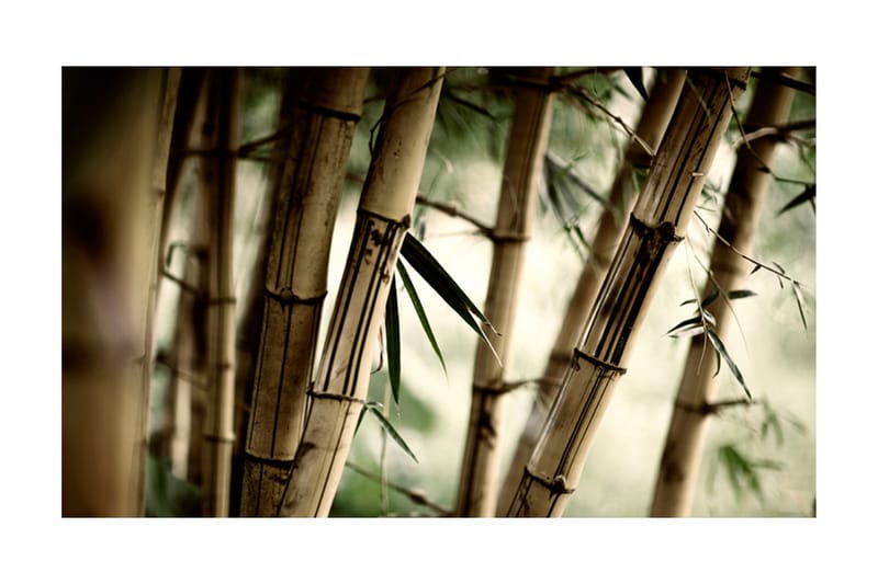 FOTOTAPET Fog And Bamboo Forest 450x270 - Artgeist sp. z o. o. - Inredning & dekor - Väggdekor - Tapeter & tapettillbehör - Fototapeter