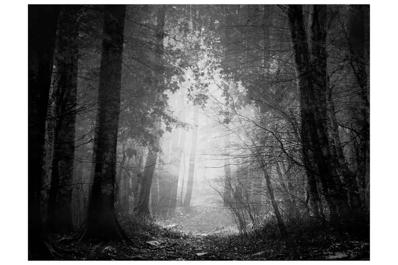 FOTOTAPET Forest Of Shadows 250x193 - Artgeist sp. z o. o. - Inredning & dekor - Väggdekor - Tapeter & tapettillbehör - Fototapeter