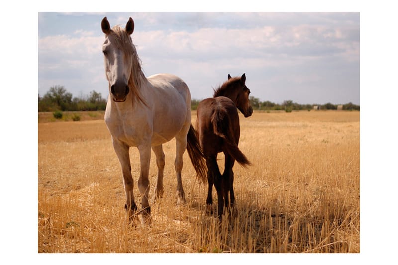 FOTOTAPET Horse And Foal 200x154 - Artgeist sp. z o. o. - Inredning & dekor - Väggdekor - Tapeter & tapettillbehör - Fototapeter