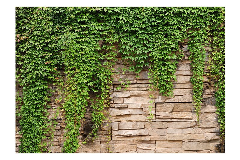 FOTOTAPET Ivy Wall 150x105 - Artgeist sp. z o. o. - Inredning & dekor - Väggdekor - Tapeter & tapettillbehör - Fototapeter