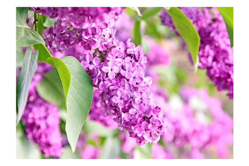 FOTOTAPET Lilac Flowers 300x210 - Artgeist sp. z o. o. - Fototapeter