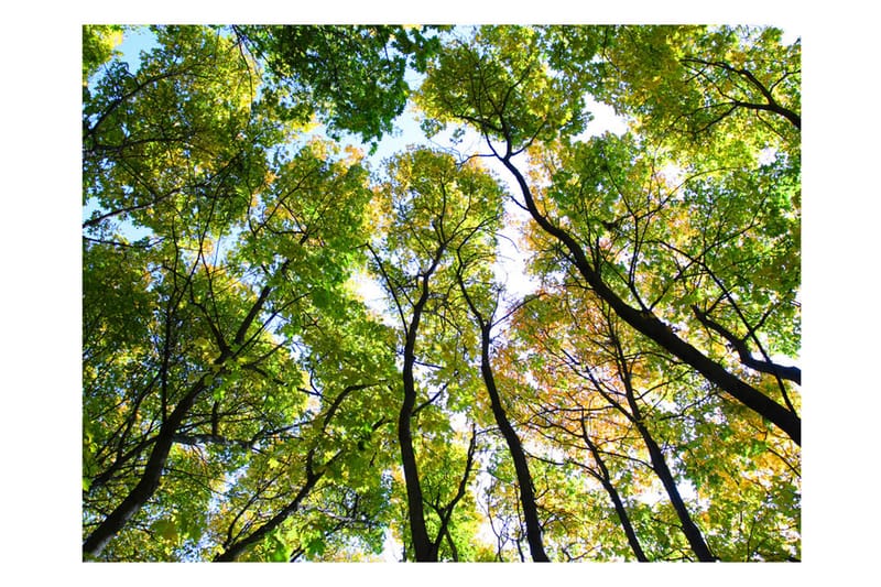 FOTOTAPET Looking Up At The Trees 350x270 - Artgeist sp. z o. o. - Inredning & dekor - Väggdekor - Tapeter & tapettillbehör - Fototapeter