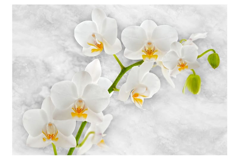 FOTOTAPET Lyrical Orchid White 250x175 - Artgeist sp. z o. o. - Inredning & dekor - Väggdekor - Tapeter & tapettillbehör - Fototapeter