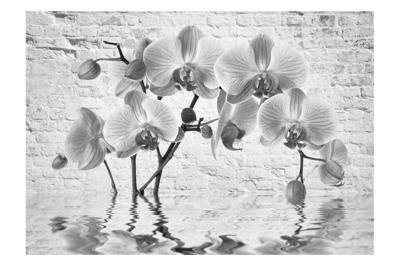 FOTOTAPET Orchid In Shades Of Gray 150x105 - Artgeist sp. z o. o. - Inredning & dekor - Väggdekor - Tapeter & tapettillbehör - Fototapeter