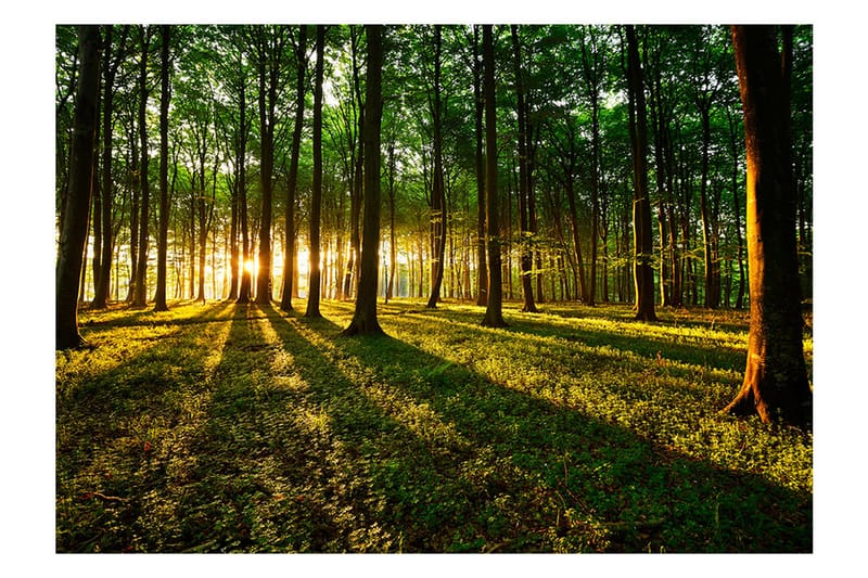 FOTOTAPET Spring Morning In The Forest 100x70 - Artgeist sp. z o. o. - Inredning & dekor - Väggdekor - Tapeter & tapettillbehör - Fototapeter