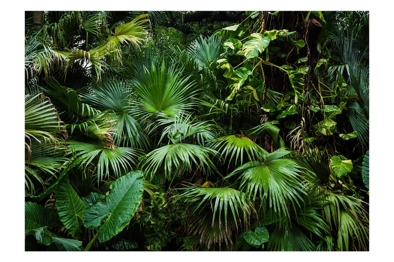 FOTOTAPET Sunny Jungle 250x175 - Artgeist sp. z o. o. - Inredning & dekor - Väggdekor - Tapeter & tapettillbehör - Fototapeter