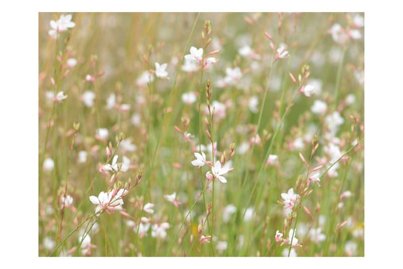 FOTOTAPET Vita Känsliga Blommor 200x154 - Artgeist sp. z o. o. - Inredning & dekor - Väggdekor - Tapeter & tapettillbehör - Fototapeter